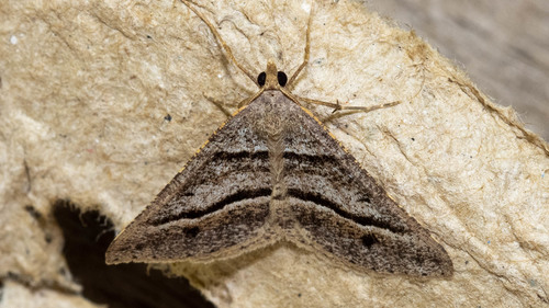 Dodonaea Moth