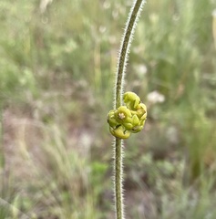 Matelea australis