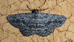 Psilosticha absorpta