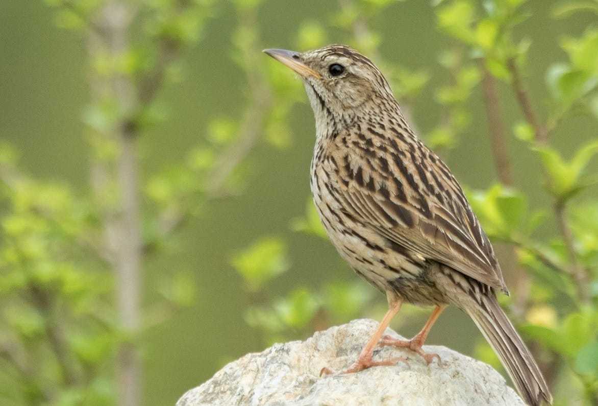 Upland Pipit