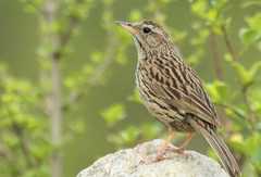 Anthus sylvanus