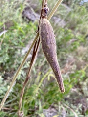 Matelea australis