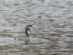 Podiceps cristatus