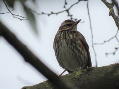 Turdus iliacus