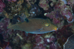 Canthigaster papua