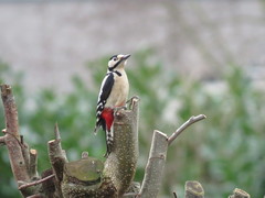 Dendrocopos major