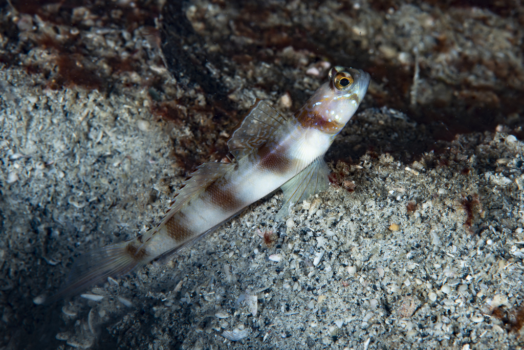 Masui's Shrimpgoby