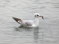 Chroicocephalus ridibundus