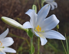 Lilium candidum