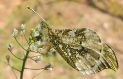 Anthocharis scolymus
