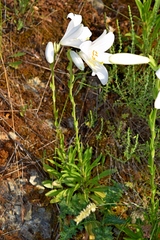 Lilium candidum