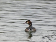 Podiceps cristatus