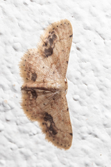 Idaea chotaria