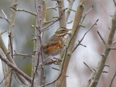 Turdus iliacus