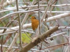 Erithacus rubecula