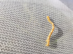 Eupithecia subumbrata