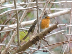 Erithacus rubecula
