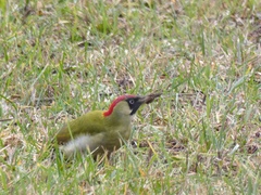 Picus viridis
