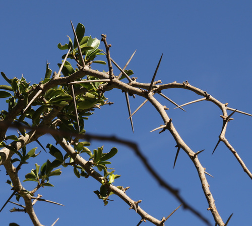 Image of Dovyalis afra by (c) Wynand Uys, some rights reserved (CC BY)