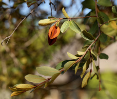 Combretum hereroense hereroense