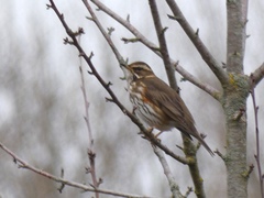 Turdus iliacus