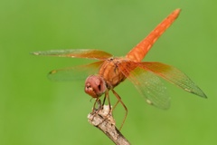Brachythemis lacustris