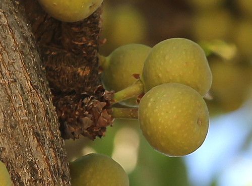 Image of Ficus sansibarica by (c) Wynand Uys, some rights reserved (CC BY)