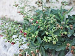 Scrophularia heterophylla