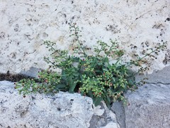 Scrophularia heterophylla