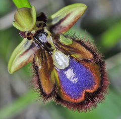 Ophrys speculum speculum
