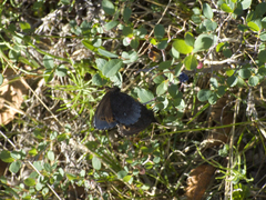 Erebia disa