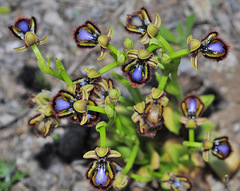 Ophrys speculum speculum