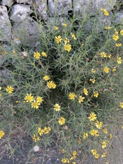 Senecio inaequidens