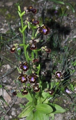Ophrys speculum speculum