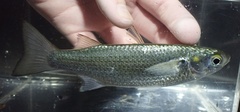 Moolgarda cunnesius