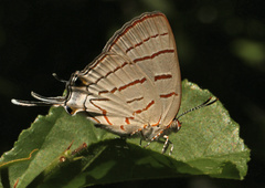 Hemiolaus caeculus