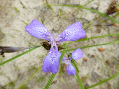 Mastigostyla cyrtophylla