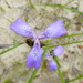 Mastigostyla cyrtophylla - Photo (c) danplant, some rights reserved (CC BY-NC), uploaded by danplant