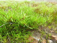Nolana spergularioides