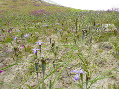 Mastigostyla cyrtophylla