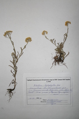 Achillea leptophylla