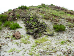 Haageocereus platinospinus