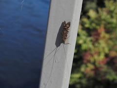 Macrostemum zebratum