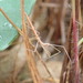 Elongicoris takarai - Photo (c) kysk, μερικά δικαιώματα διατηρούνται (CC BY-NC), uploaded by kysk