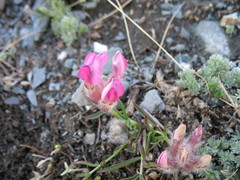 Oxytropis stenophylla