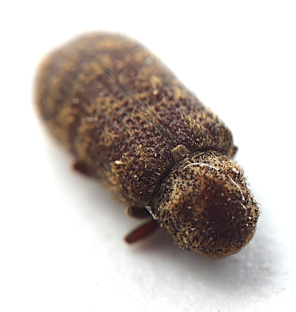 Hadrobregmini
