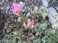 Oxytropis stenophylla