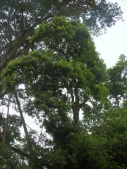 Castanopsis argentea