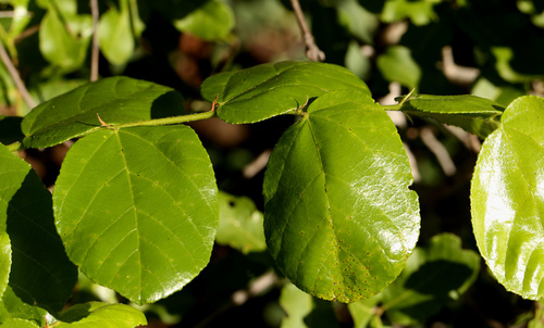Image of Grewia hexamita by (c) Wynand Uys, some rights reserved (CC BY)