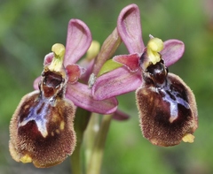 Ophrys × heraultii